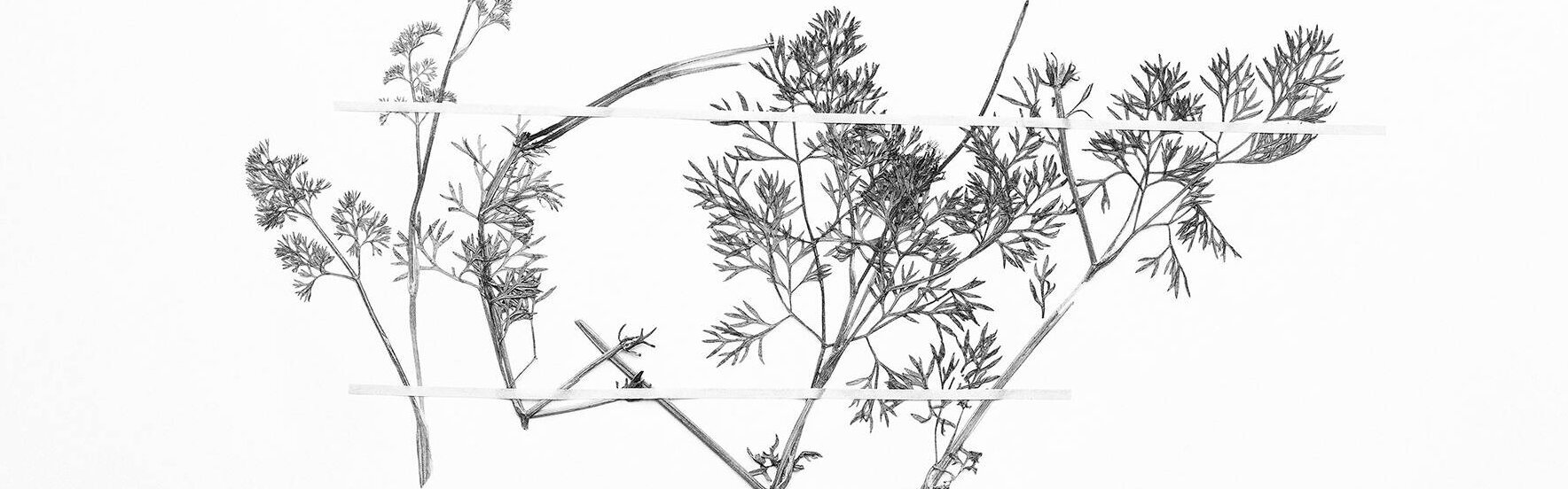 Flora Neocomensis